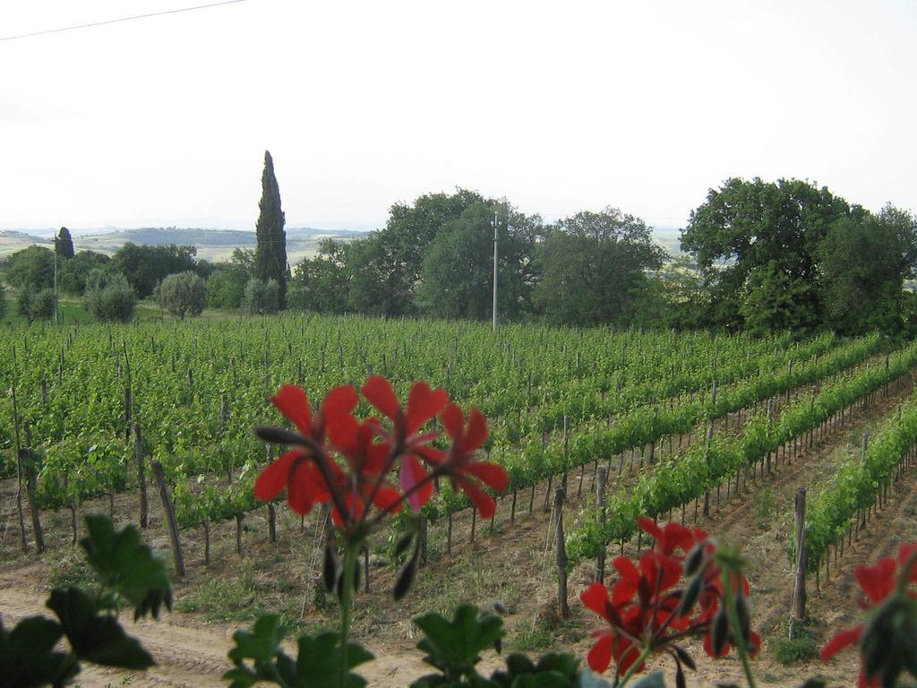 Antico Podere La Martinella San Quirico dʼOrcia Extérieur photo